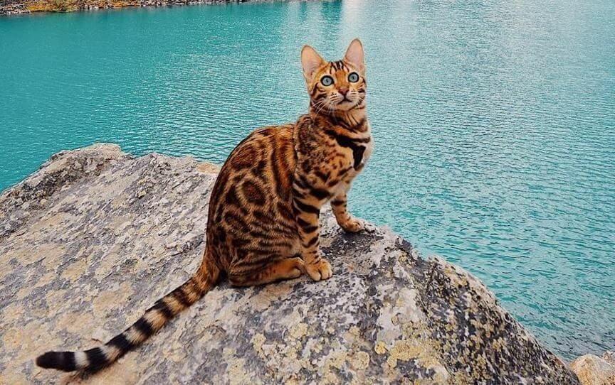 suki kot bengalski