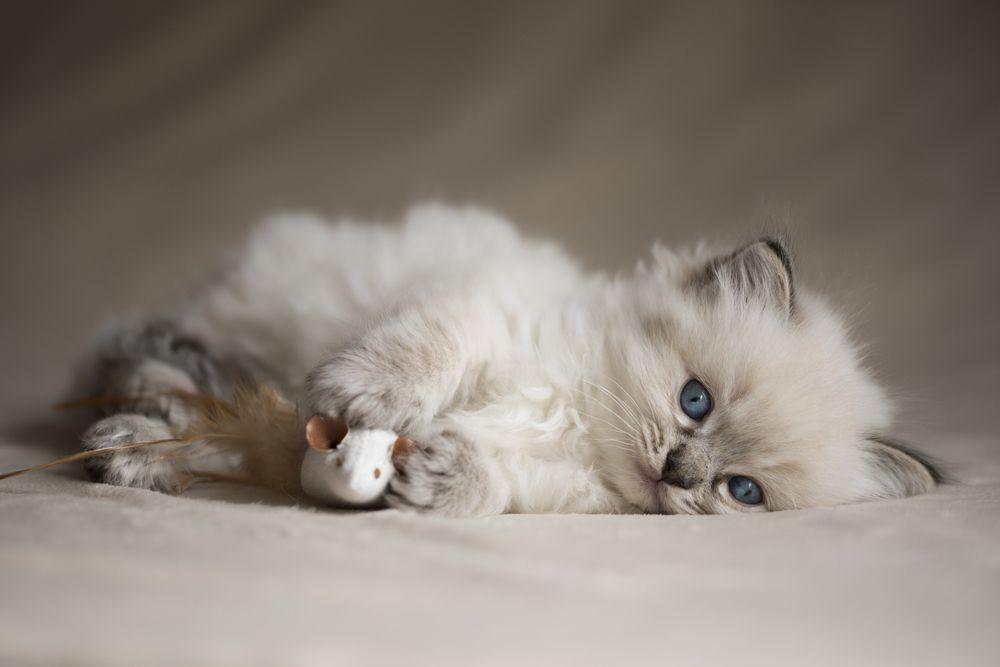 kociak ragdoll