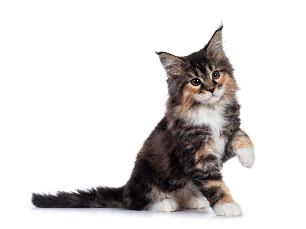 szylkretowy kot maine coon