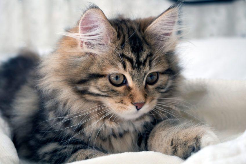 brown tabby cat
