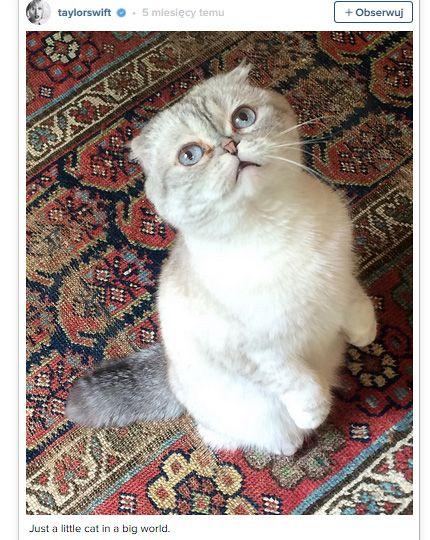 taylor-swift-cat.jpg