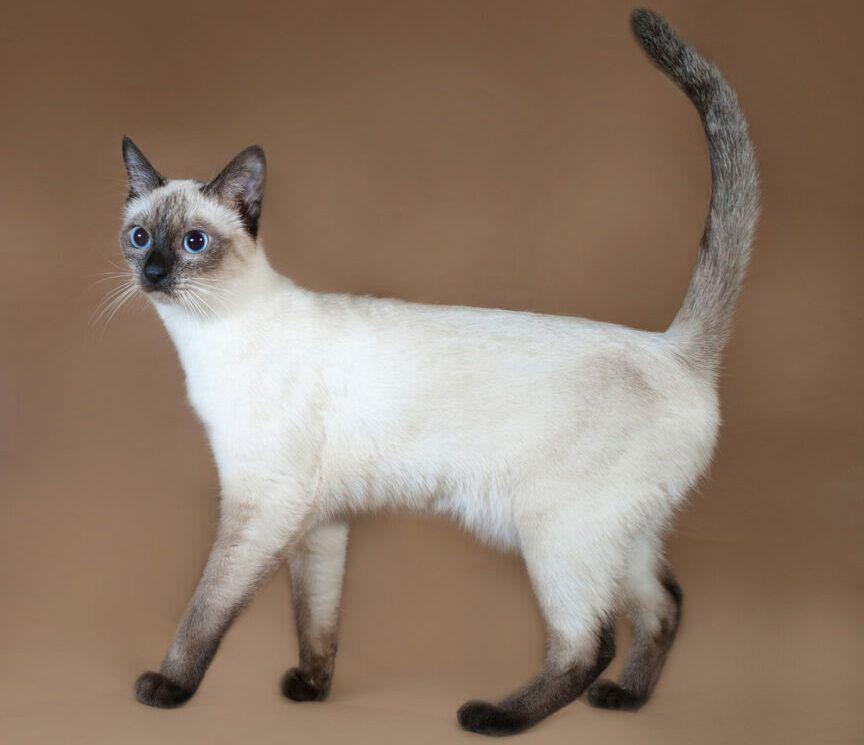 kot tajski