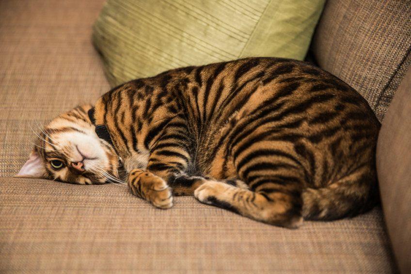 Toyger wylegujący się na kanapie