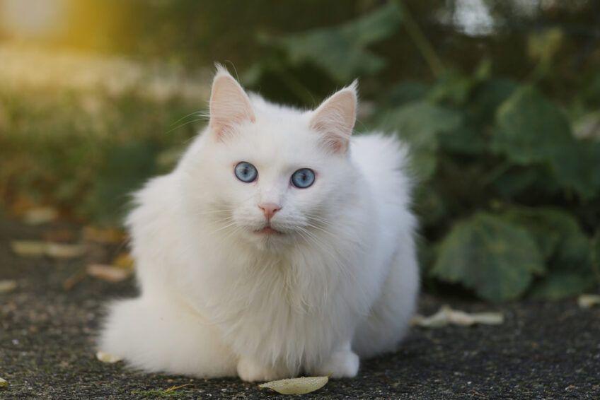 turecka angora