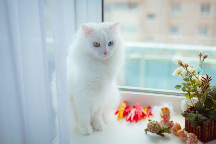 kot turecka angora