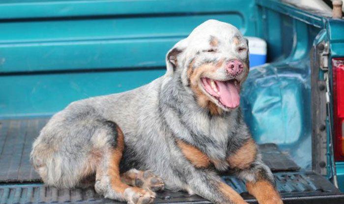 vitiligo-animals-photos-25.jpg