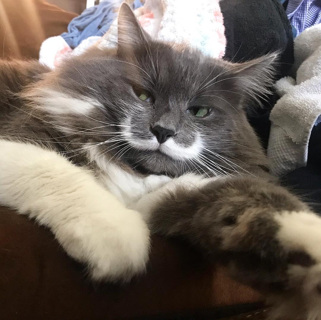 hipster cat