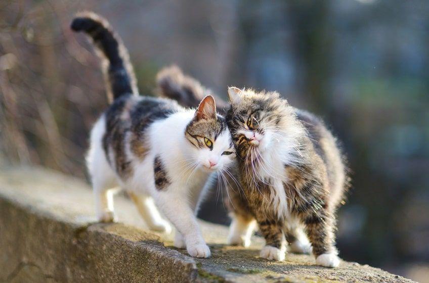 wirus felv