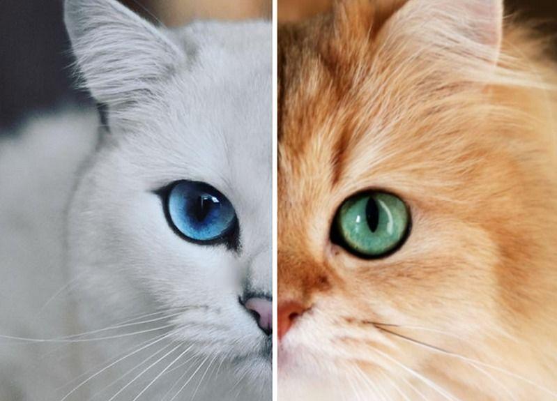 piękne kocie oczy