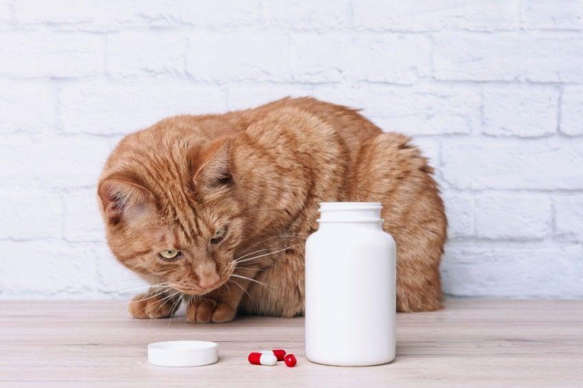 zatrucie ibuprofenem u kota-min.jpg