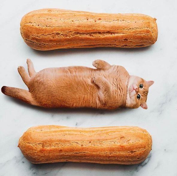 cats in food"