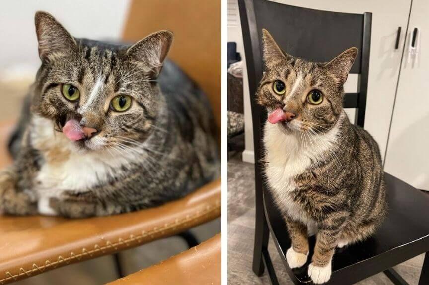 Figaro