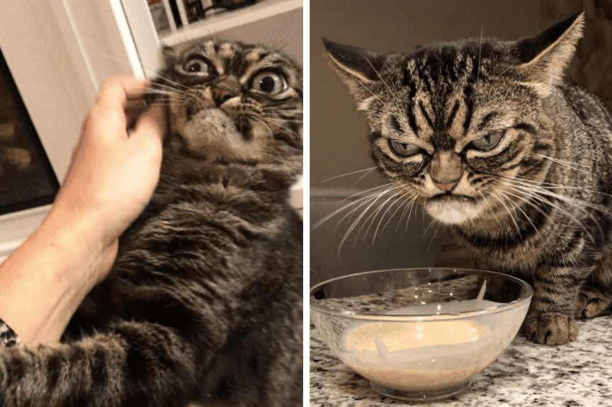 Grumpy Kitzia