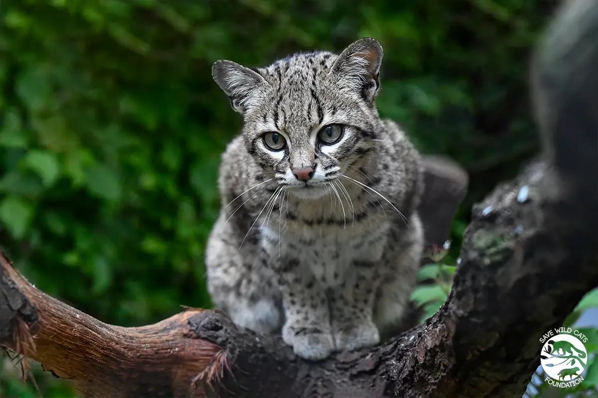 ocelot leopardus