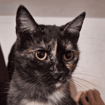 aria do adopcji