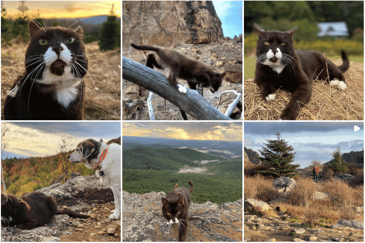 burma adventure cat