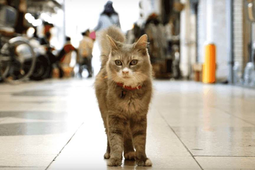 świat oczami kota Hiroshima Cat Street View "Onomichi"
