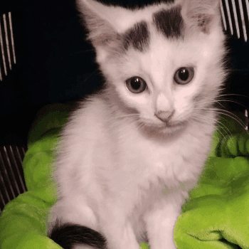 zdjęcie zwierzaka do adopcji