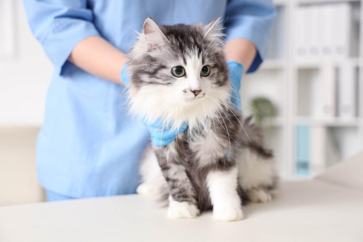 fiv u kota