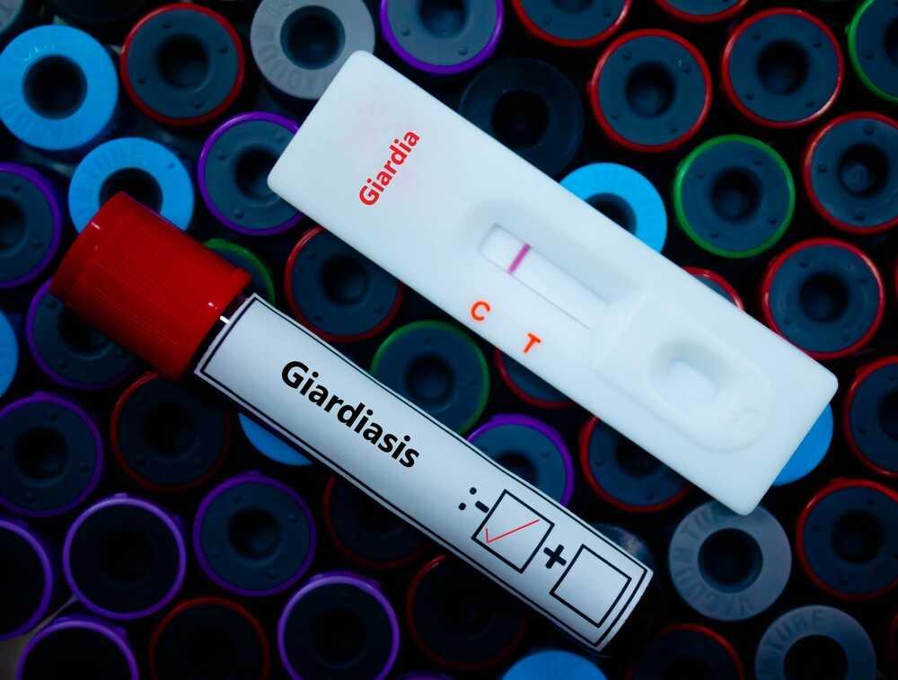 giardia u kota badanie (1).jpg
