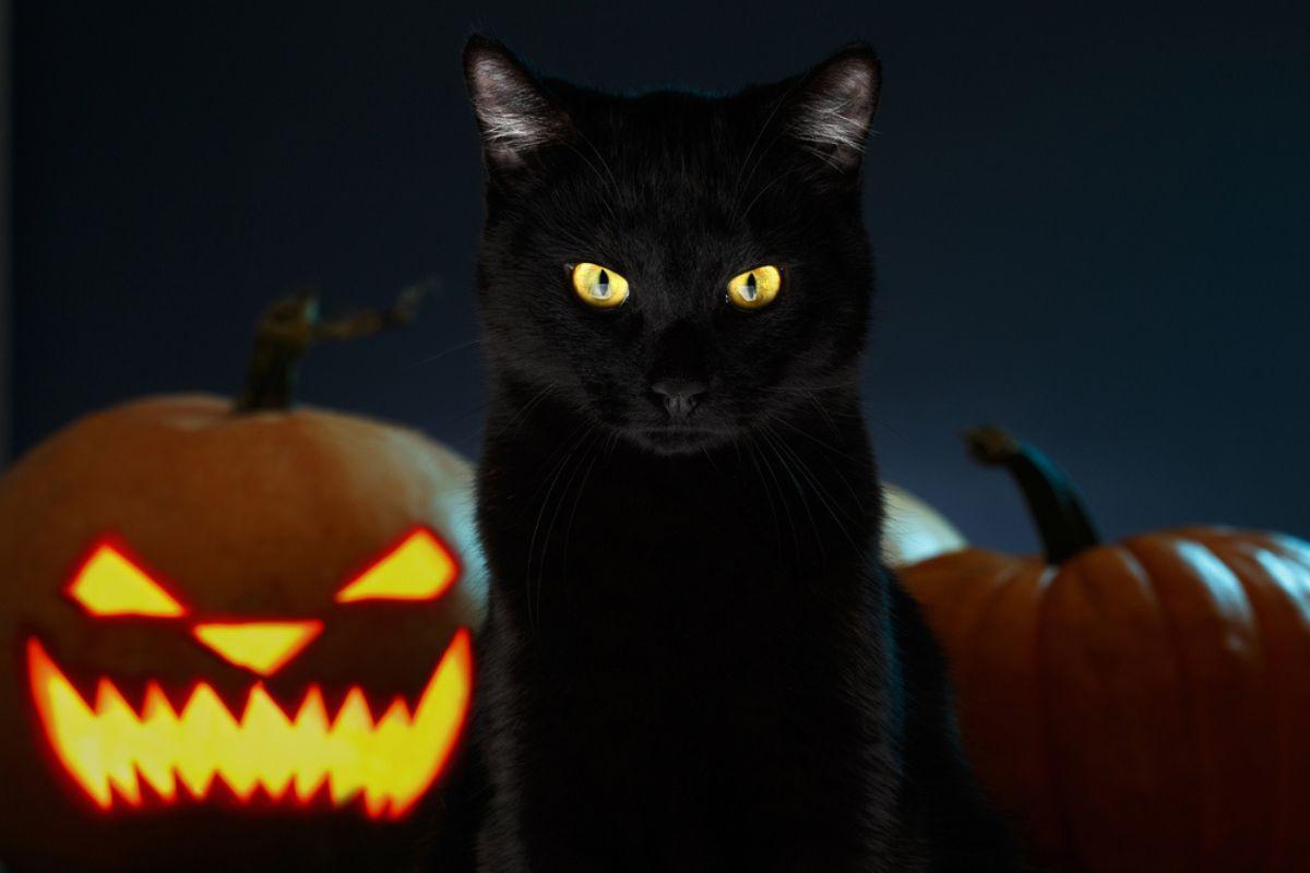 kocie psoty na halloween