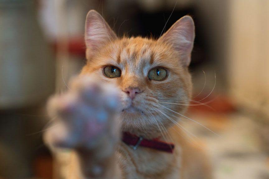 Cat Pawsitive