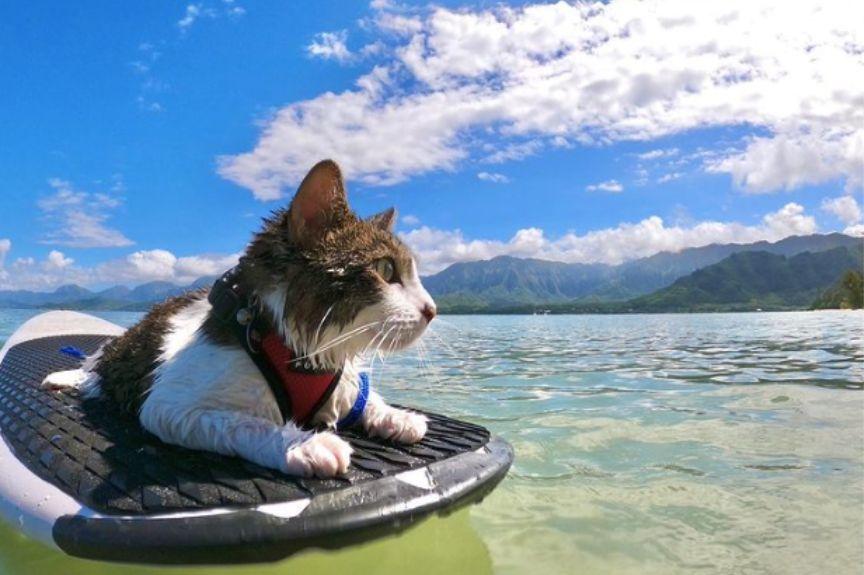 kot surfer
