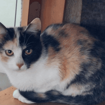 livvy do adopcji