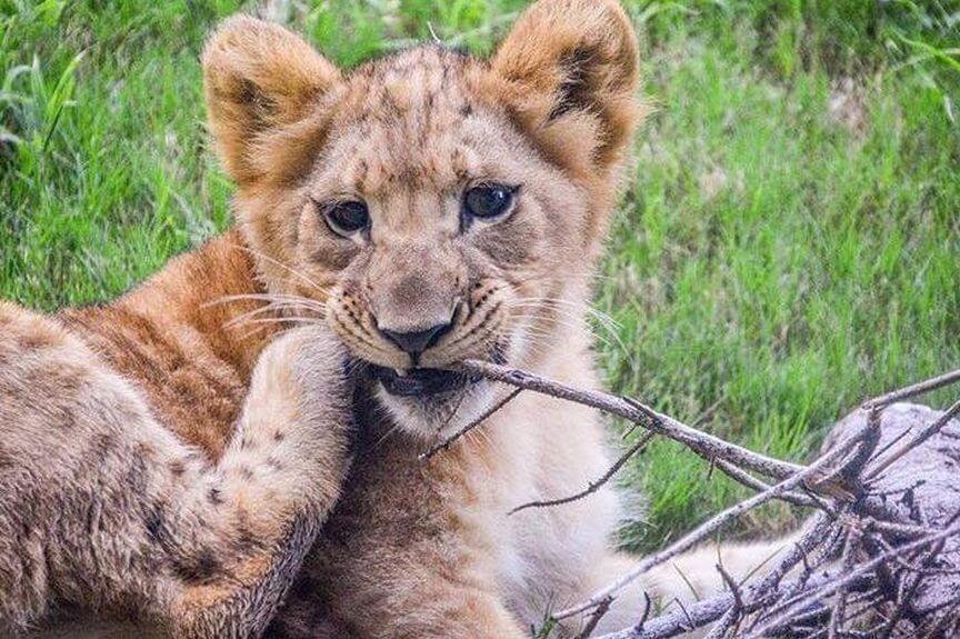 bahati