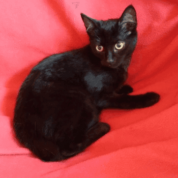 zdjęcie zwierzaka do adopcji