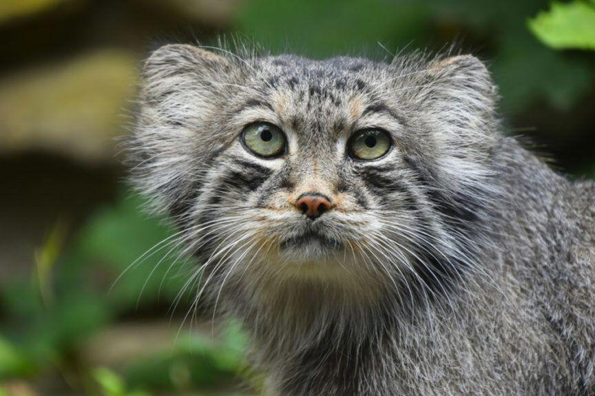 manul stepowy