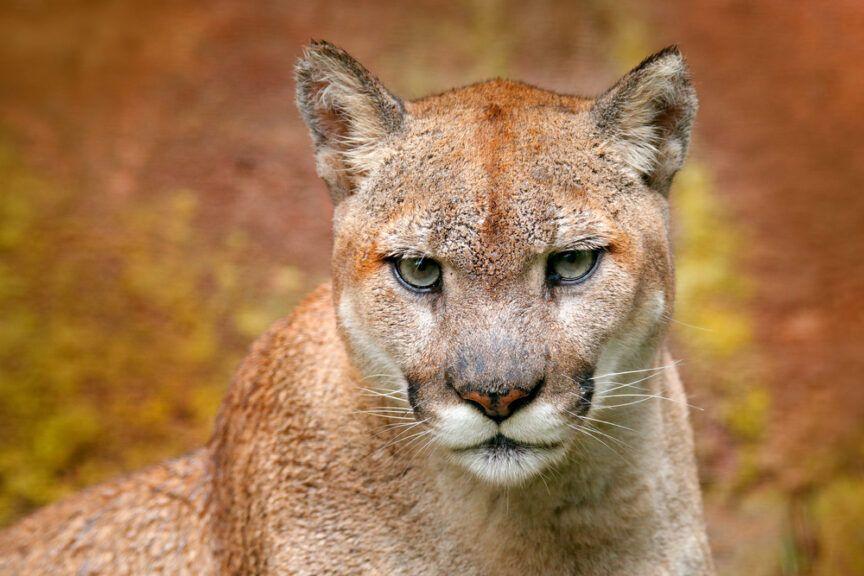 puma nubia