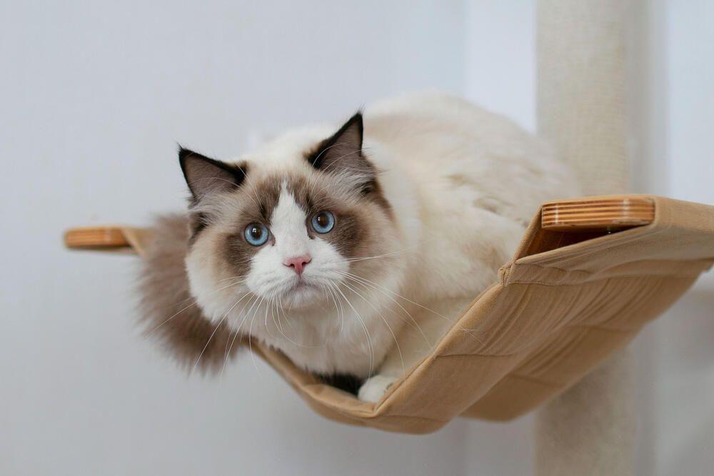 ragdoll kot.jpg