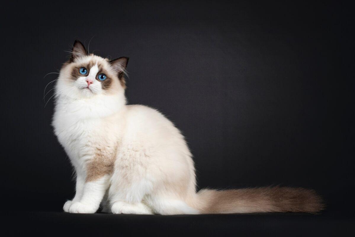 ragdoll 