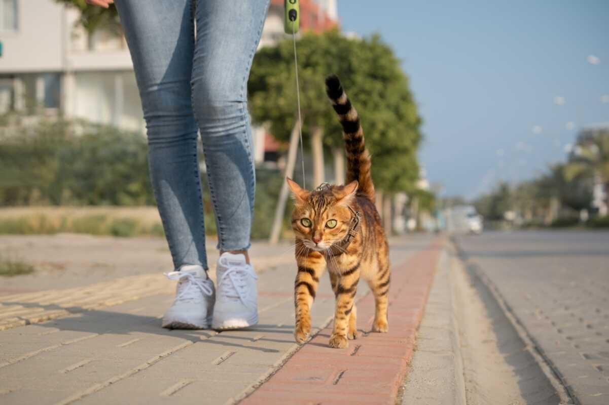 rasy kotów na spacer