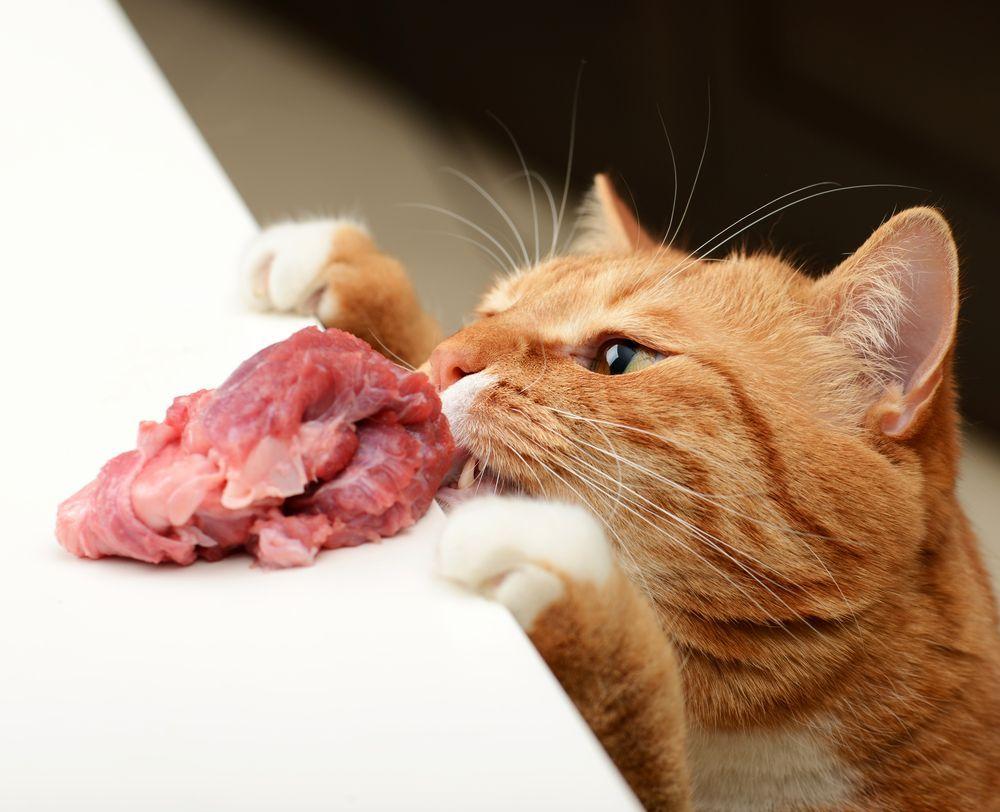 dieta barf u kota