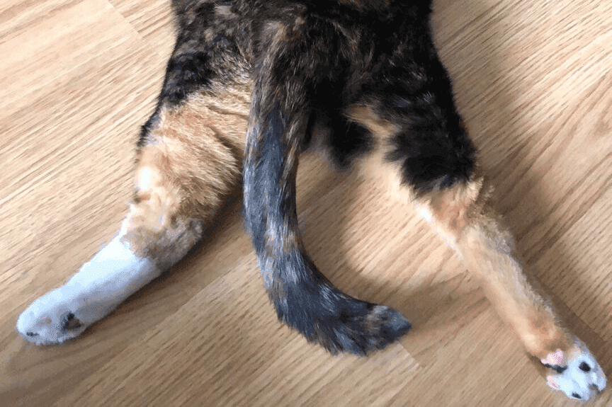 sploot u kotów