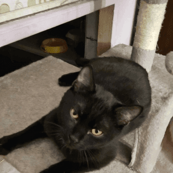 zdjęcie zwierzaka do adopcji