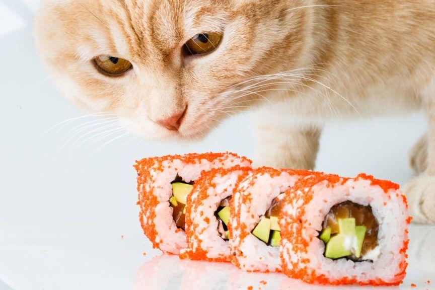 czy koty mogą jeść sushi