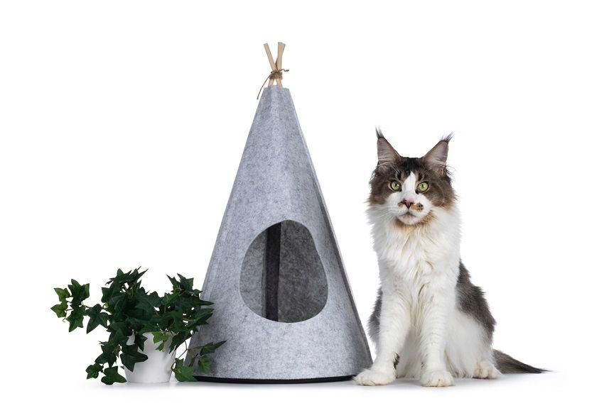 tipi dla kota