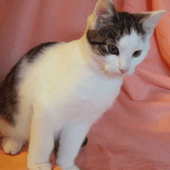 zdjęcie zwierzaka do adopcji