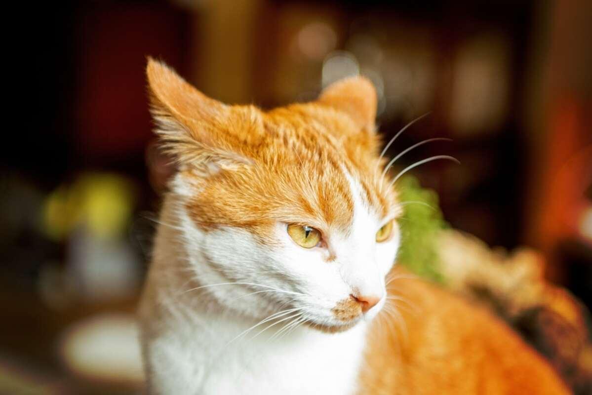 uszy kota
