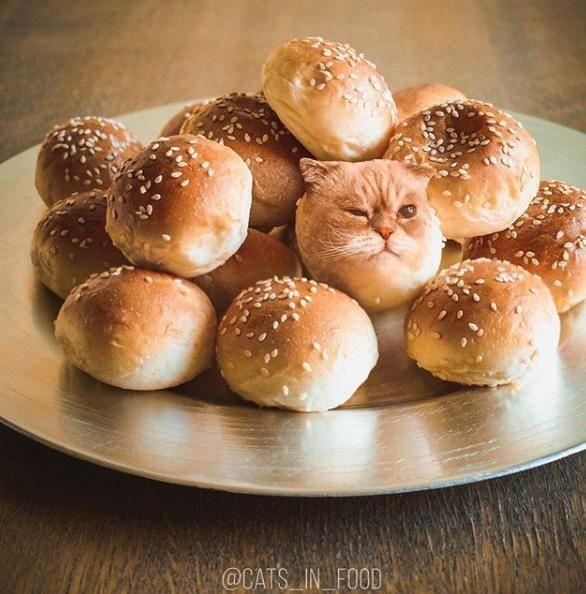 cats in food"