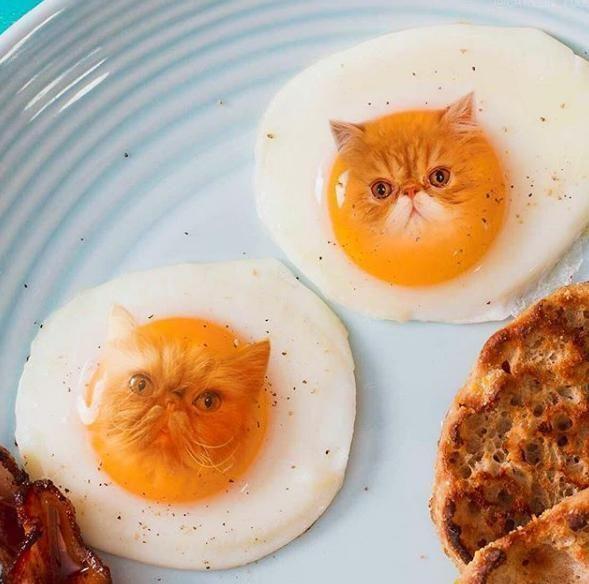 cats in food"