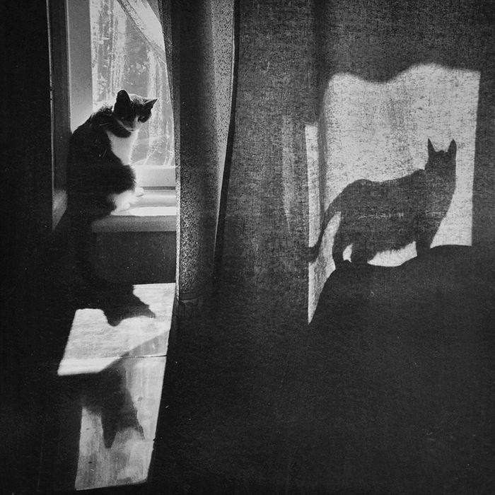 kot w oknie i cień