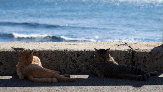 koty myją się nad brzegiem morza
