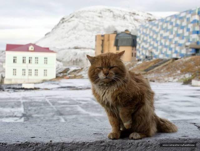 rudy kot w Rosji