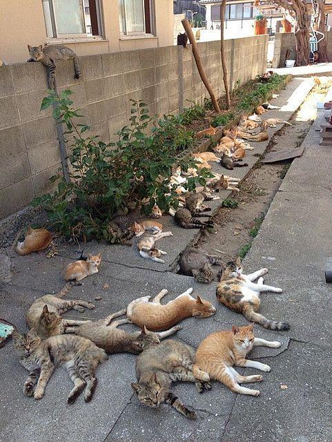 koty na kociej wyspie Tashiro-jima