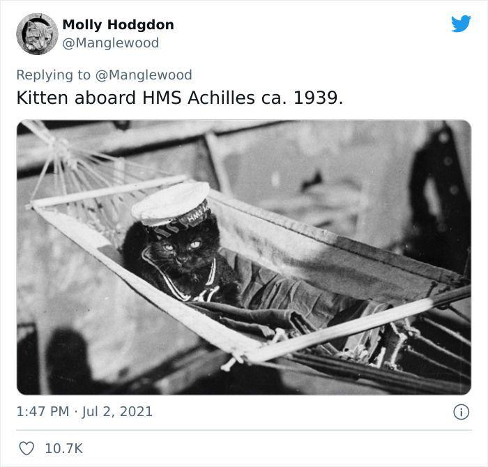 Twitter User Shared 14 Historical Photos Of Cats Chilling In Their Tiny Hammocks Aboard Naval Ships