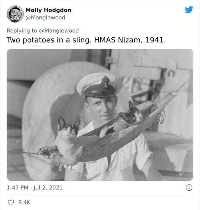 Twitter User Shared 14 Historical Photos Of Cats Chilling In Their Tiny Hammocks Aboard Naval Ships